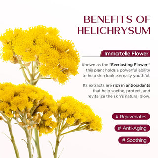 Vigority Helichrysum Balm Soothes & Repairs: Restorative Cream with Arnica & Calendula for Thin, Fragile, Bruised & Aging Skin – Moisturizes & Revitalizes Face & Body – Whipped Texture – 3.4 oz